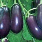  Variétés d'aubergines pour serres