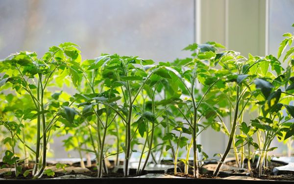  Les semis sur le rebord de la fenêtre ont besoin de suffisamment de soleil