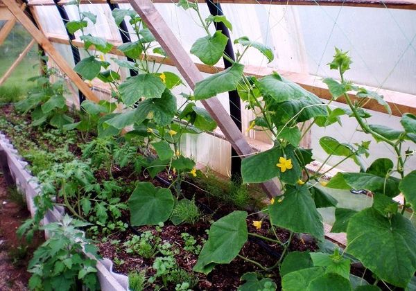  Que peut-on planter avec des concombres en serre