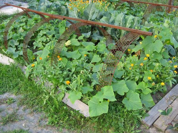  Gurke und Calendula