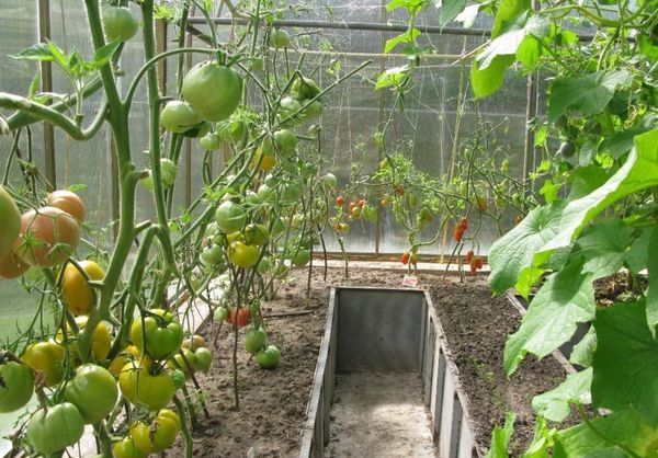  Planter des concombres avec des tomates économise de l'espace dans la serre et de l'eau pour l'irrigation