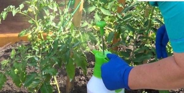  À la différence de la racine ou de l'hétéroauxine, l'épin ne force pas les plantes à pousser de manière sauvage, mais contribue simplement à la survie dans des situations stressantes.