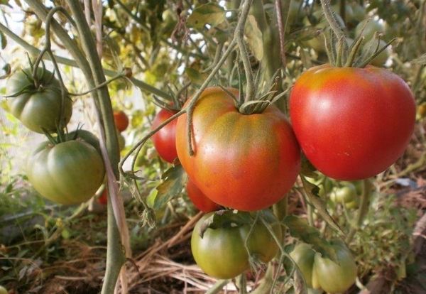  Tomate Cosmonaute Volkov