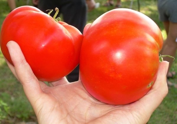  Vielfalt hat große Früchte mit einem durchschnittlichen Gewicht von 200 bis 400 Gramm