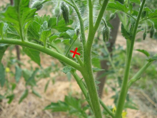  Tomaten müssen stecken