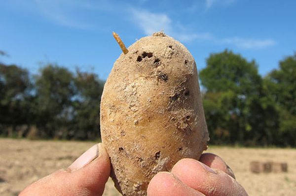  Kartoffelschädlinge und Kontrolle