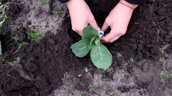  Les principaux aspects de la plantation de chou en pleine terre