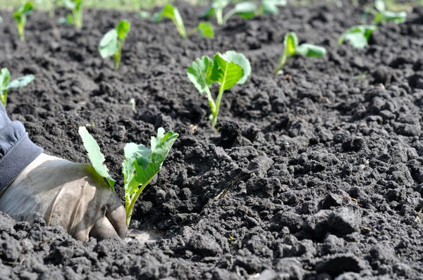  Plantation en pleine terre et soins ultérieurs