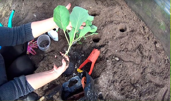  Soins de qualité après la plantation