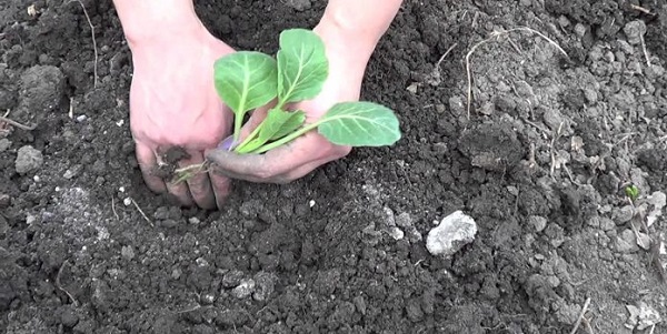  Comment et quand planter les plants en pleine terre