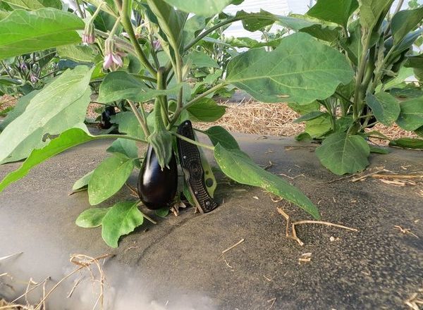  Comment planter des aubergines