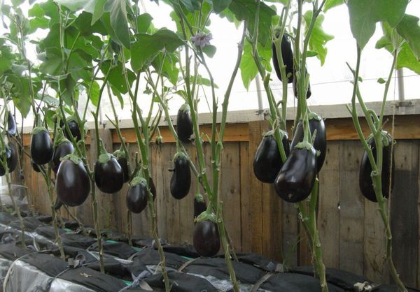  Wachsende Aubergine im Gewächshaus