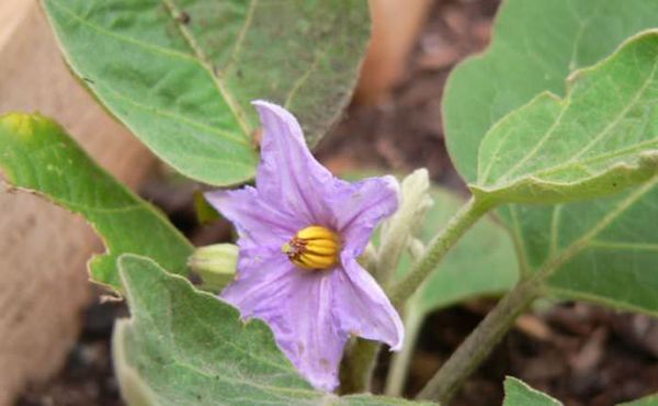  Während der Blüte müssen überschüssige Blüten entfernt werden.