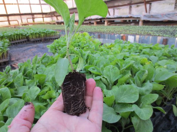  Jusqu'à ce que le transfert des plants dans le jardin prenne au moins 65 jours