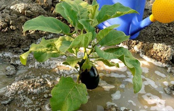  L'arrosage des aubergines dans la serre est effectué 1 tous les 3-5 jours.