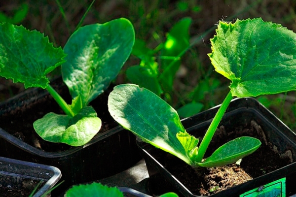  Bei der rassadny-Methode des Züchtens von Zucchini werden im März oder Februar Samen für Setzlinge ausgesät.