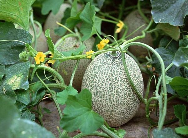  Planter et cultiver des melons en plein champ