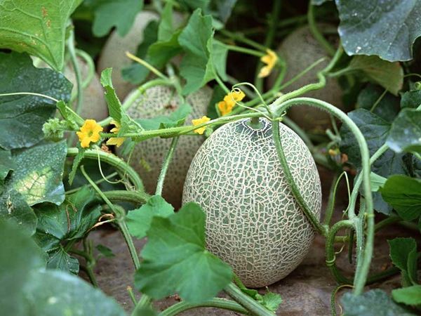  Melonen im Freiland pflanzen und anbauen