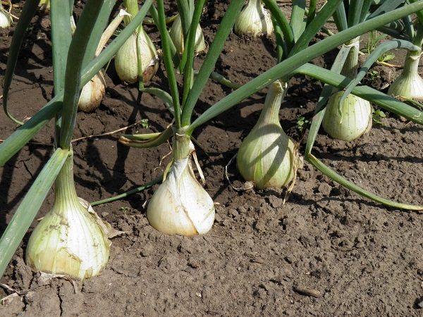  Zwiebelrübe - kompetente Pflege für Pflanzungen