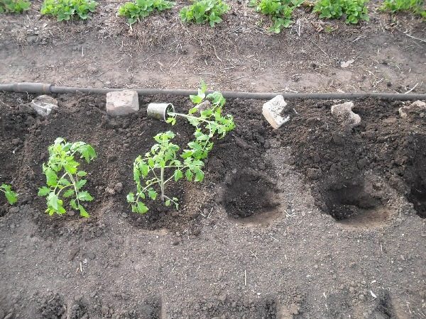  La plantation des semis en pleine terre est faite fin mai, début juin.