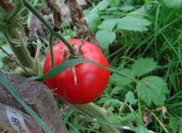  Tomaten Sorte Blast