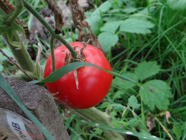  Variété de tomates Blast