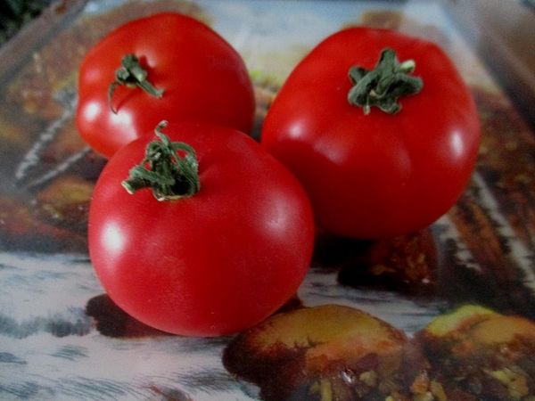  Tomaten Blast - Fleischig. saftig und lecker