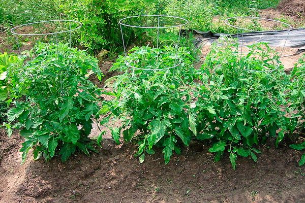  Tomatenbüsche Höhe Explosion - 40-60cm