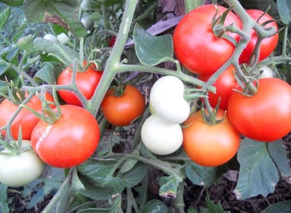  Tomatensorten Yablonka Russland