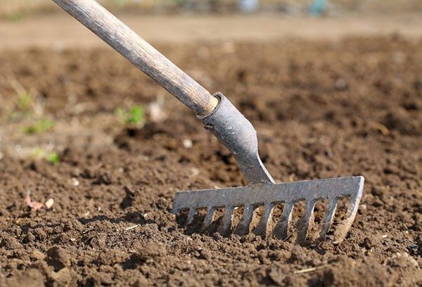  Knoblauch wächst gut auf sandigen und lehmigen Böden mit einer neutralen Reaktion