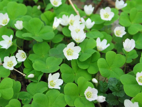  Fleurs de lièvre