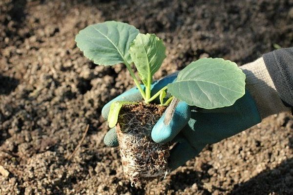  Si les feuilles inférieures des plants deviennent jaunes après la transplantation, il faut les couper.