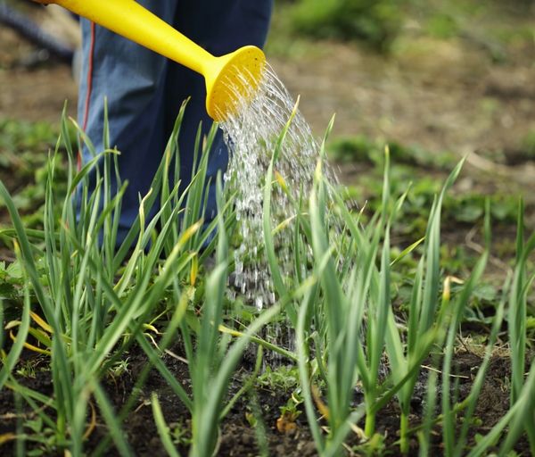  Für Knoblauch muss destilliertes Wasser verwendet werden.