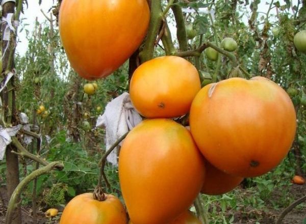  Goldene Herz-Tomate