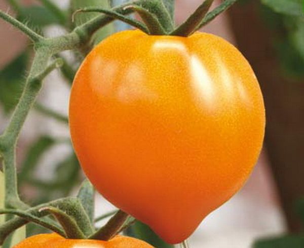  Après maturation, la tomate devient orange et forme un cœur.