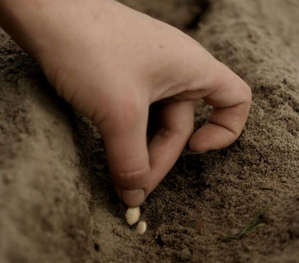  Im Freiland werden Samen in einer Tiefe von 2-3 cm gepflanzt