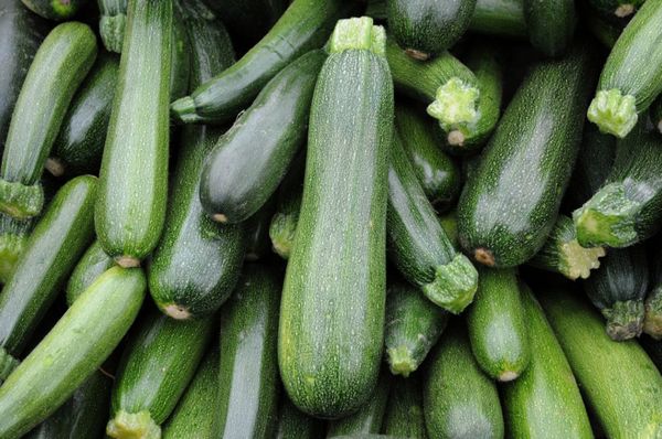  Reife Tsukesh-Zucchini können bis zu sechs Monate an einem dunklen Ort gelagert werden.