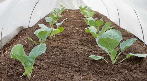  Frühe Sorten können Ende April bis Anfang Mai in die Erde gepflanzt werden