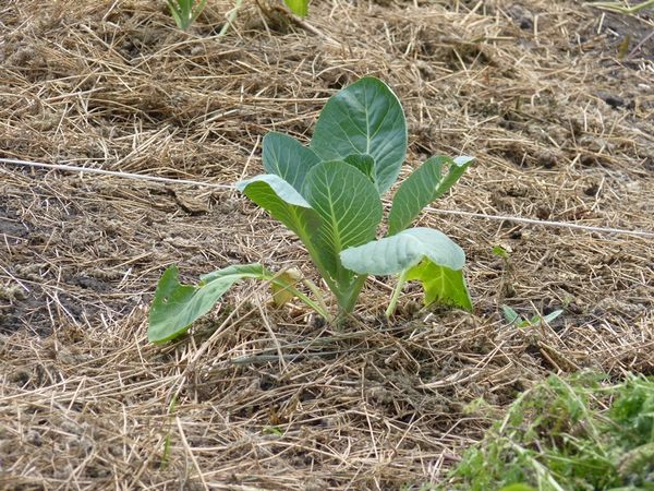  Es wird empfohlen, das Bett mit Torf oder trockenem Gras zu mulchen.