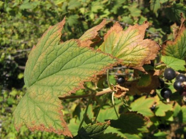  Busch der schwarzen Johannisbeere von Anthracnose betroffen