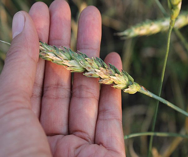  Ähre durch Septoria betroffen