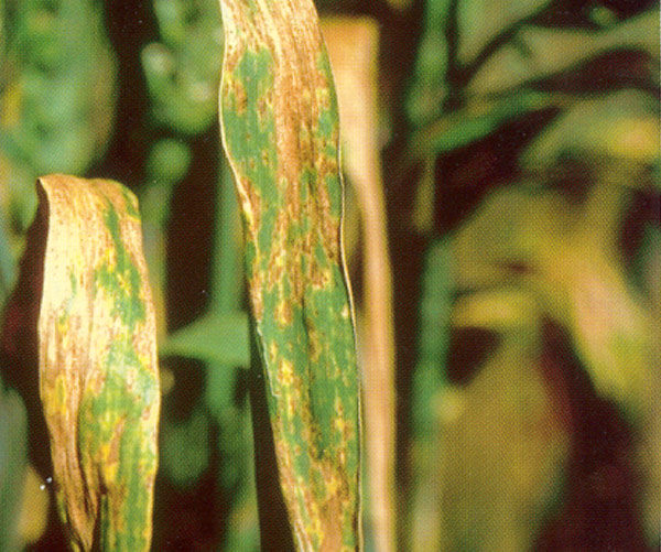  Feuilles de blé atteintes de septoriose