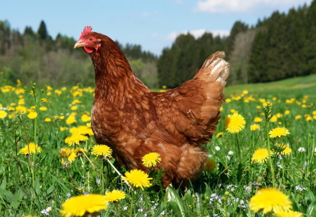  engrais de poulet