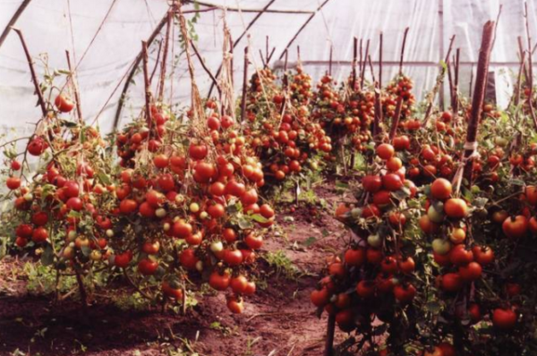  Tomatenzuckerbison im Gewächshaus