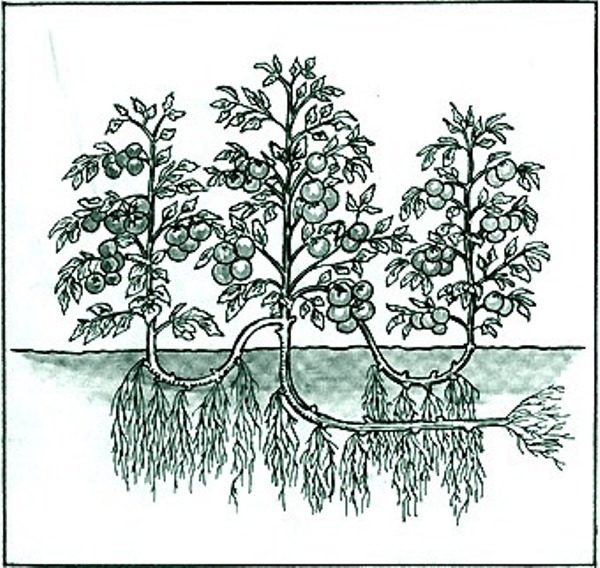  Das Schema des Anwachsens von Tomaten in 3 Stielen nach der IM-Methode Maslova