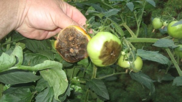  Tomates malades dans le jardin