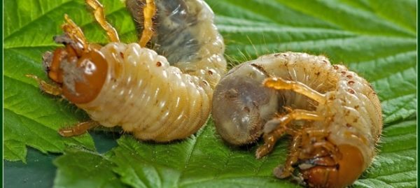  Maybug-Larven auf Erdbeerblättern