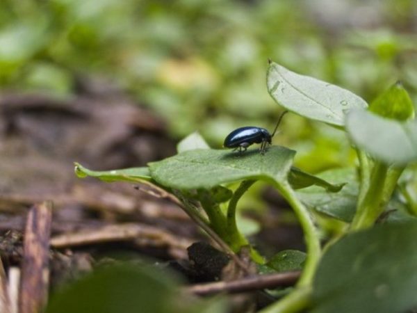  Cruciflo Floh auf Blatt