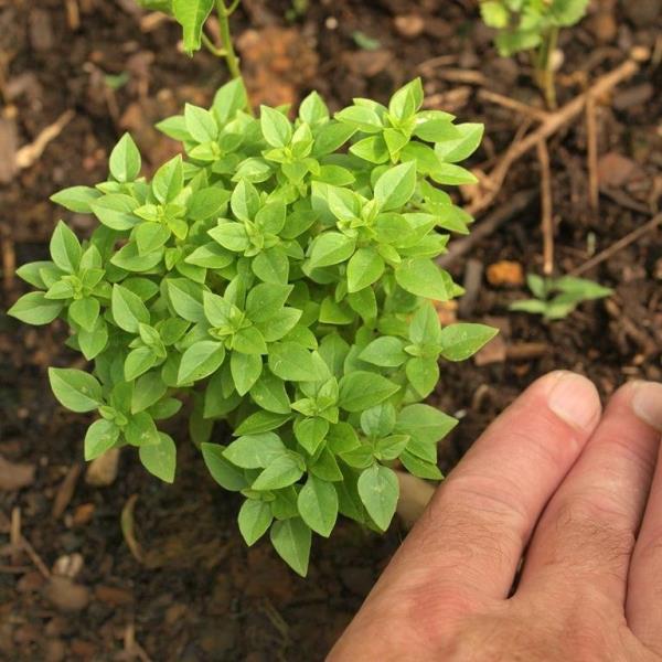  Soins des plantes au basilic