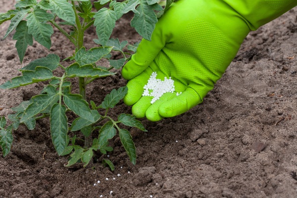  Top Dressing von Tomaten mit Harnstoff